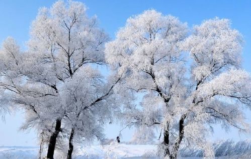 冬天的雪作文300字