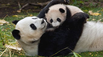国宝大熊猫的作文