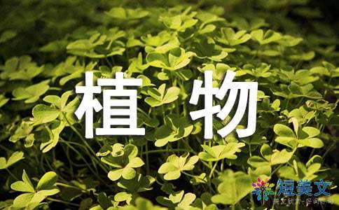 植物作文500字