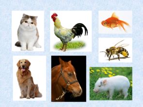 三年级关于动物的作文