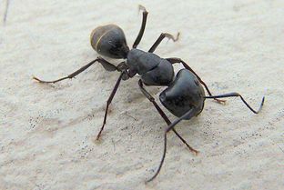 关于蚂蚁的作文