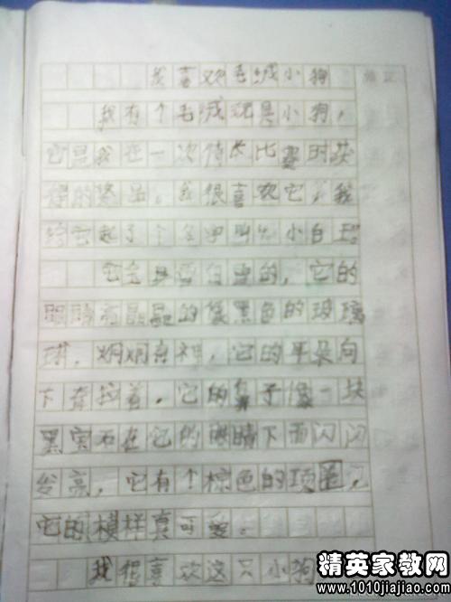 观察作文怎么写300字