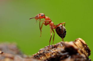 变形记作文蚂蚁