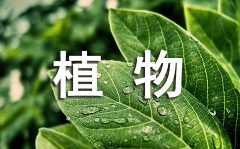 观察一种植物作文400字