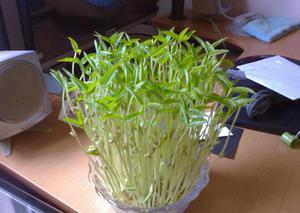 观察绿豆芽的生长过程作文400字