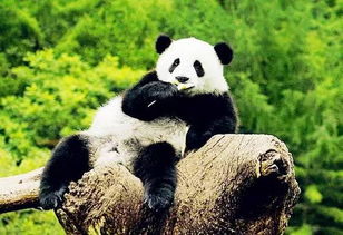 大熊猫三年级作文300字