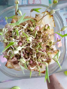 观察绿豆芽的生长过程作文