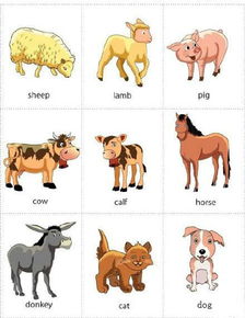 关于动物的英语作文