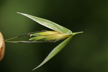 用植物写一篇作文