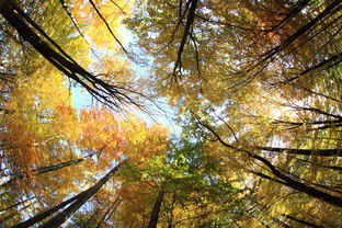秋天的树林作文300字