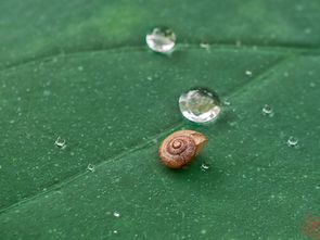 雨后的小蜗牛作文150字