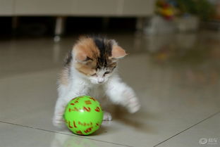 小猫玩球作文