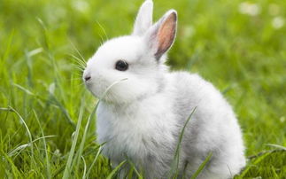 小兔子的资料和介绍
