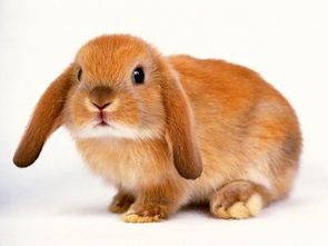 小兔子特点描述