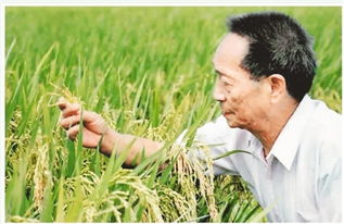 杂交水稻之父的故事