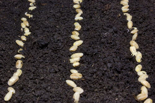 豆芽的生长过程观察日记