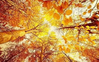 秋天的诗句描写秋天景色的诗句
