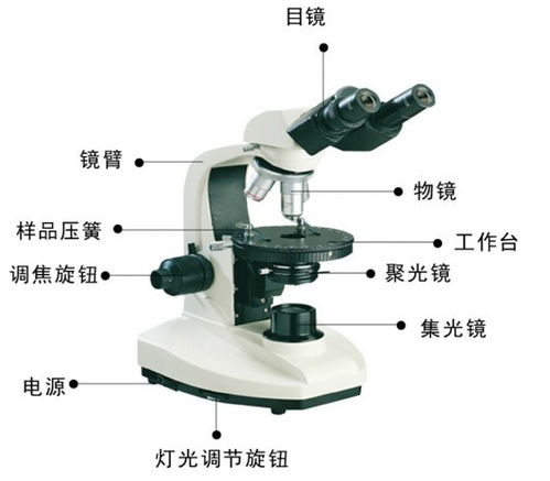显微镜的使用方法