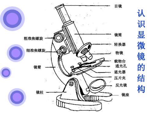 显微镜的结构及作用