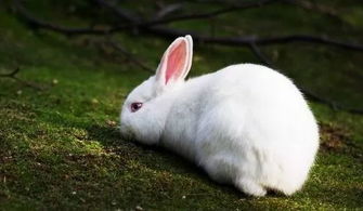 小白兔的特征和特点