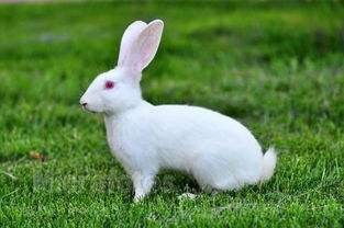 我最喜欢的小白兔