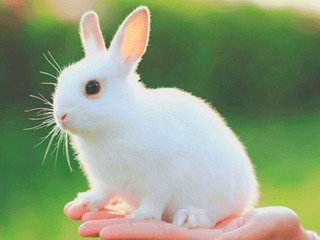 观察动物小白兔