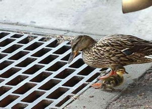 鸭妈妈带小鸭子过马路的故事