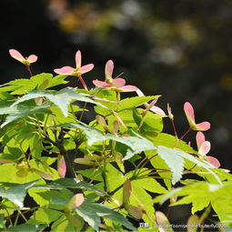 观察植物的小练笔150字