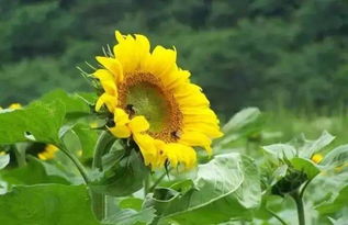 向日葵的生长过程观察