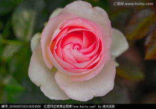 玫瑰花的外形特点描写