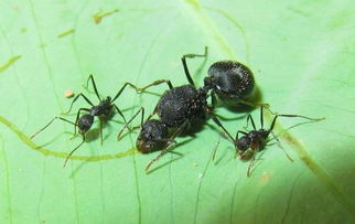 关于蚂蚁的简单知识