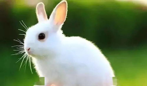 怎样描写小白兔