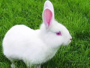 小兔子的外形特点描写