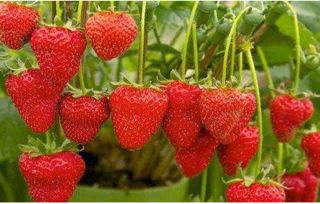 草莓生长的过程