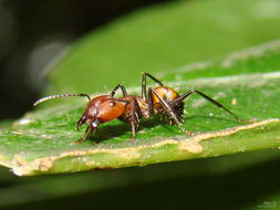 蚂蚁特征和外形