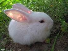 小白兔的外形描写