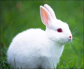 观察小兔子的观察日记