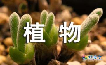 观察植物三年级绿萝