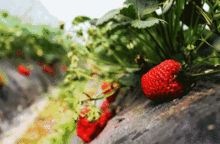 介绍草莓的一段话
