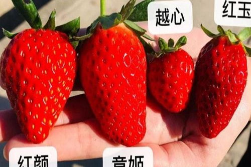 关于草莓的各种简介