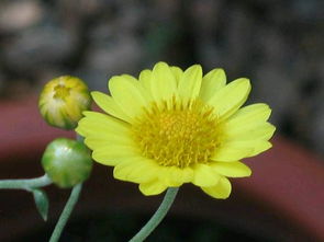 常见的菊花品种及花型