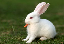 小白兔偷萝卜的故事