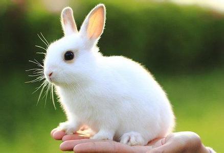 小白兔的特点和外貌描写