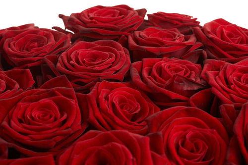 红玫瑰花的外貌描写