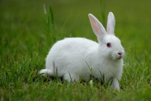 小白兔外貌特征描写