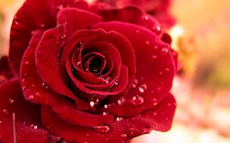 玫瑰花的特征和特点