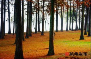 杭州秋景最佳地方