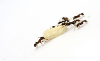 怎样灭蚂蚁最有效