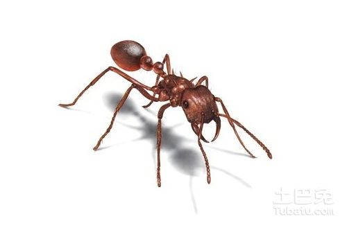 用说明方法介绍蚂蚁的特点