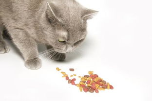 猫吃食的动作和神态